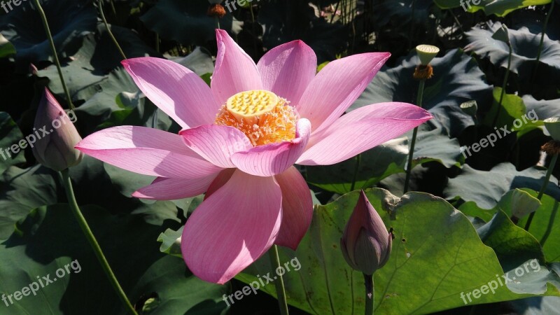 Lotus Summer Good Weather Free Photos