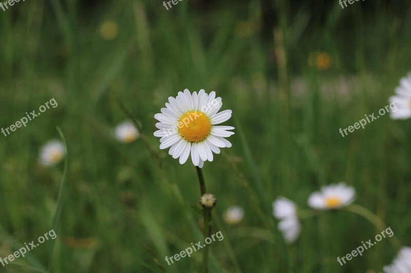 Flower Plant Close Up Nature Spring