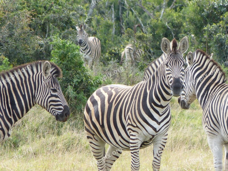 Zebras Safari Kruger National Park Free Photos