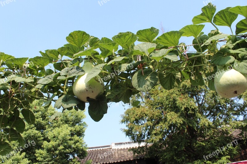 Zhujiajiao The Ancient Town Papaya Free Photos