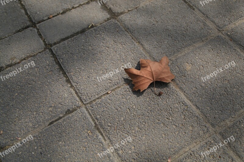 Defoliation Ground Sad Free Photos