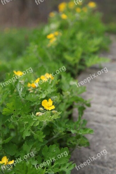 Little Flower Plant Green Free Photos