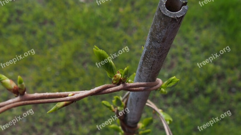 Spring Bud Blooms Green Plant