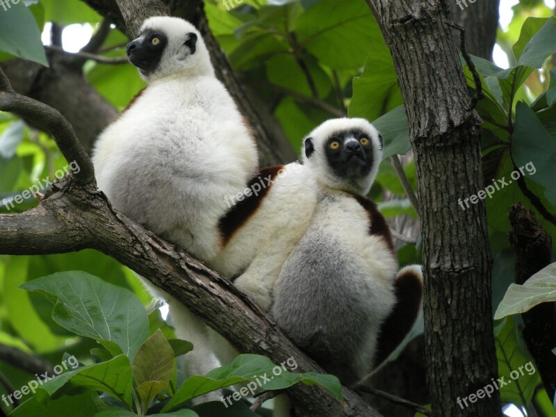 Madagascar Lemurs Nature Free Photos