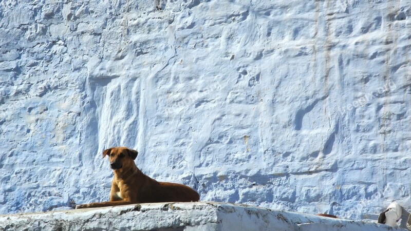 Dog India Impression Jodhpur Wall