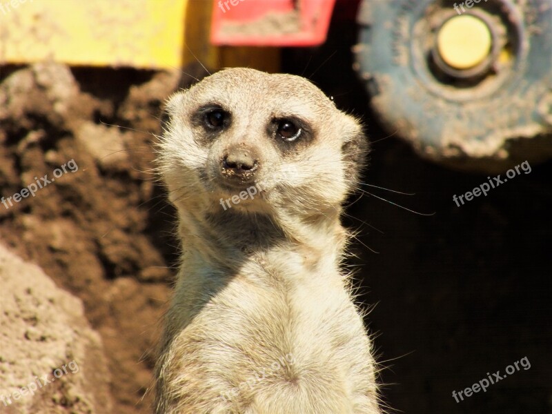 Animal Meerkat Wild Animal Zoo Nature