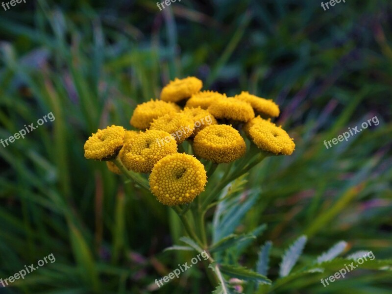 Flower Green Yellow Dandelion Nature