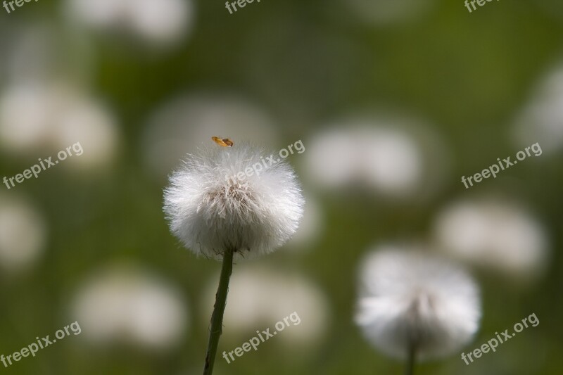 Tussilago Farfara Faded Nature Spring Seeds Was