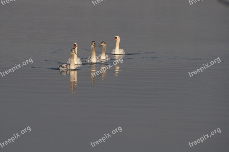 Swan Young Swan Animal World Birds Water Bird