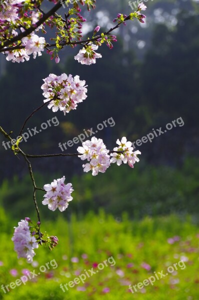 Cherry Blossoms Flowers And Plants Pink 桵 Flowers Spring