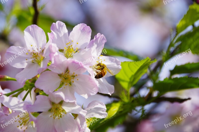 Cherry Blossoms Bee Flowers And Plants Pink Free Photos