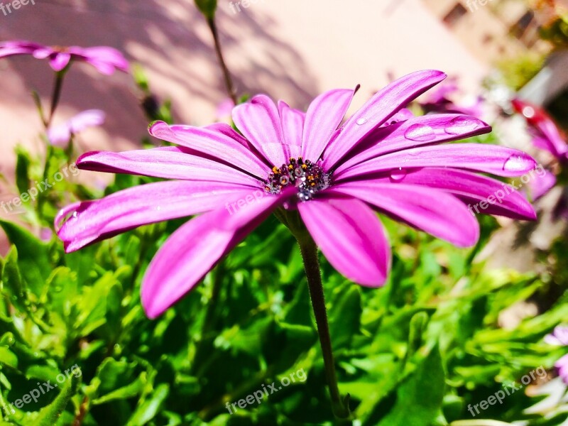 Flower Daisy Marguerit Flowers Free Photos