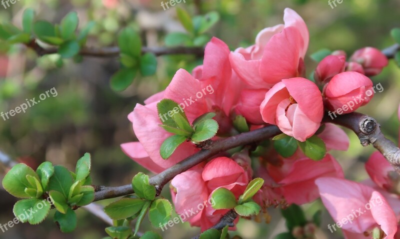 Flower Petals Buttercup Flowering Spring