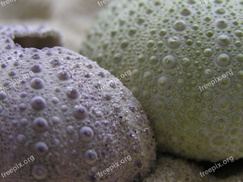 Hedgehog Sea Macro Free Photos