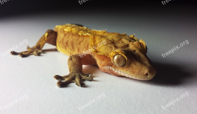 Gecko Crested Ciliatus Reptile Lizard