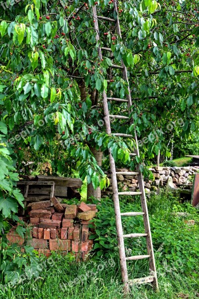 Fruit Cherry Cherry Harvest Cherry Tree Summer