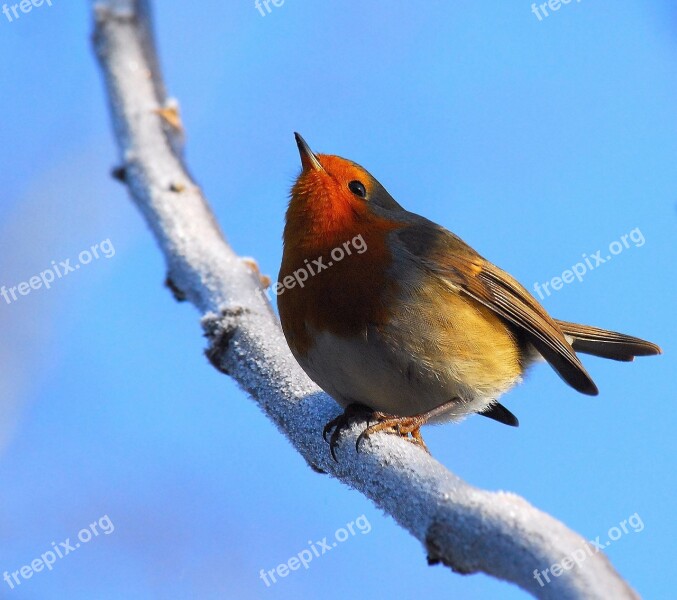 Robin Bird Nature Animal Songbird