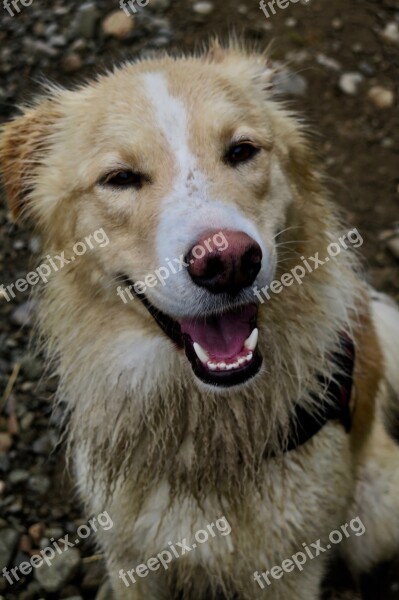 Alaska Dog Animal Cute Dirty Dirty Hair Dog