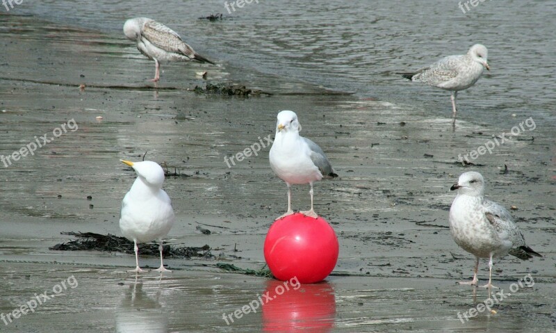 Seagulls Managers Ball Free Photos