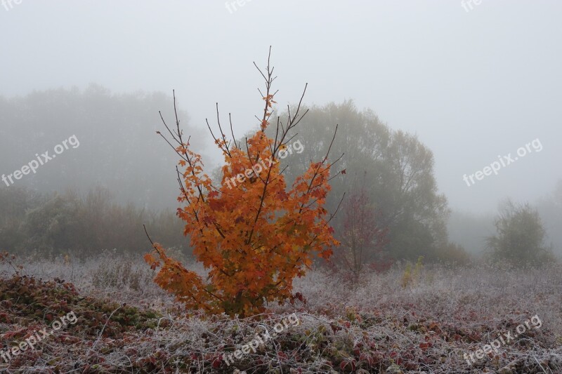 Sunrise Mist Autumn Leaves Frost Nature