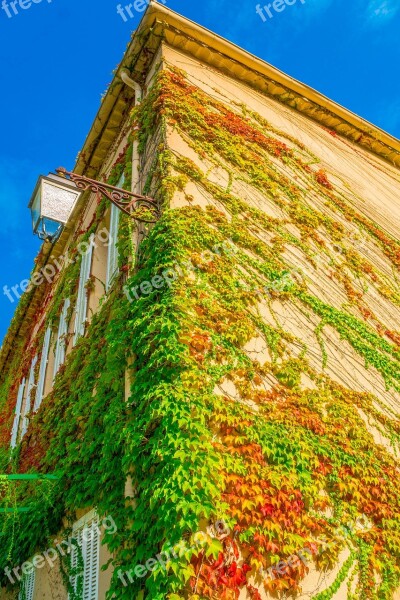 House Overgrown Climber Plant Lantern Lighting