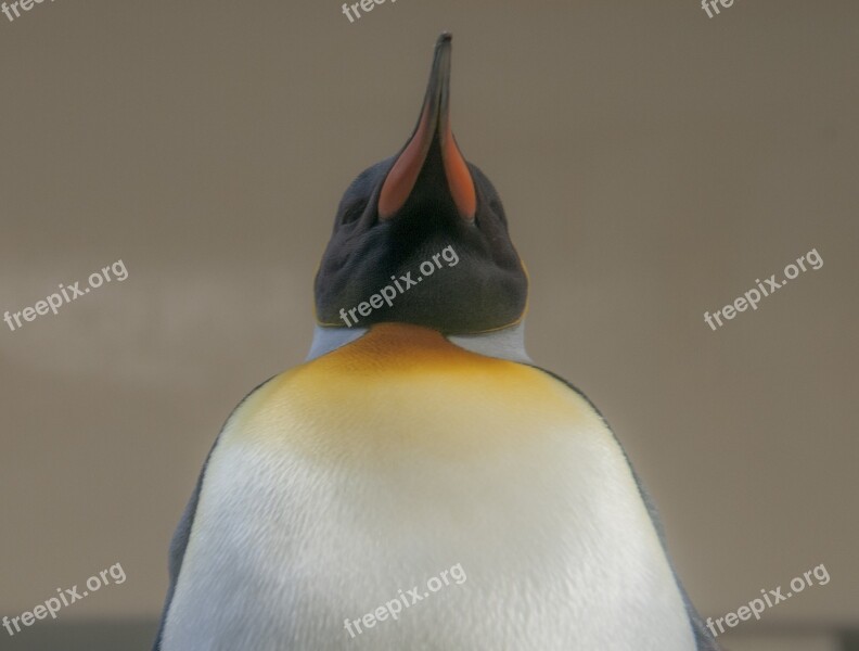 Penguin Emperor Bird Wildlife Antarctica