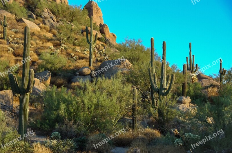 Cactus Rocks Vegetation Arid Desert