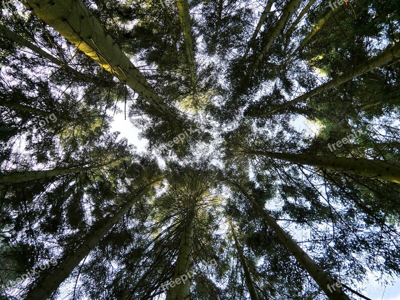 Tree Summits Nature Branches Sky