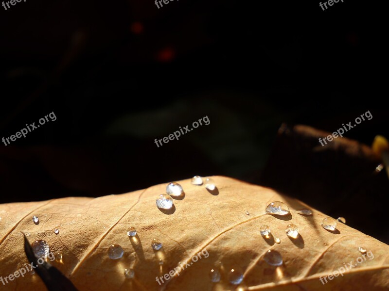 Leaf Water Drop Nature Plants