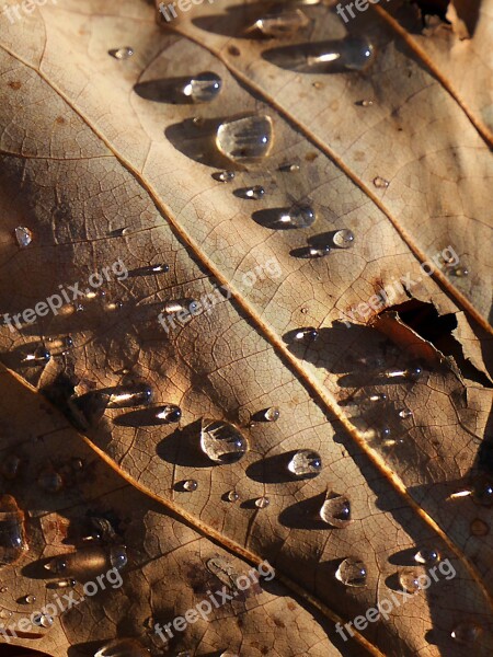 Leaf Water Drop Nature Plants