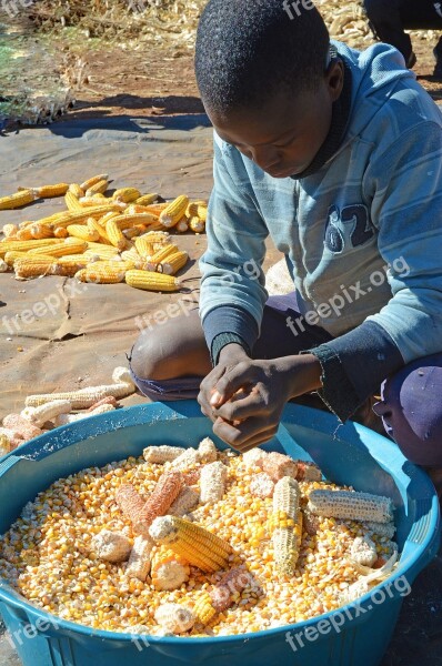 Lesotho Malealea Work Boy Maize