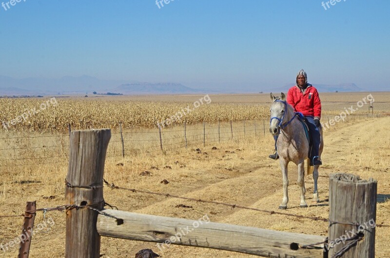 South Africa Horse Rider Farm Maize