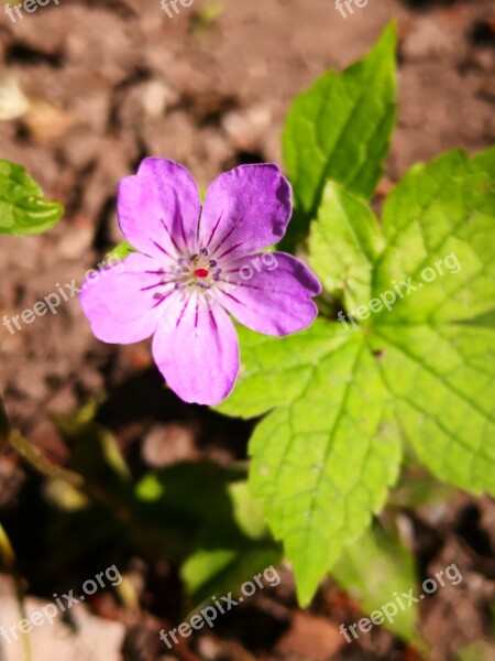 Purple Flower Modest Pure Nature Simplicity