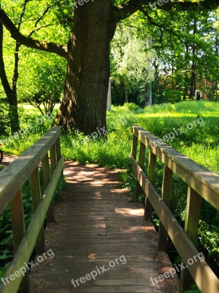 Bridge Crossing Tree Wood Green