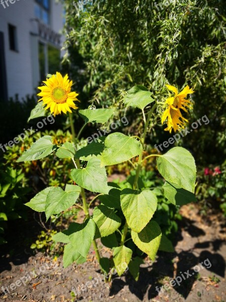 Sunflowers Yellow Nature Summer Garden