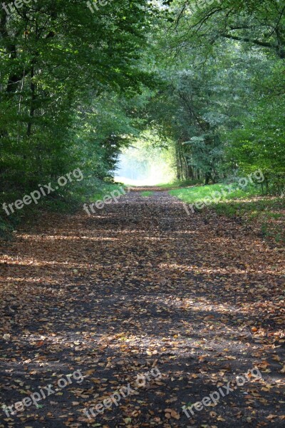 Dawn Forest Autumn Leaves Light And Shadow