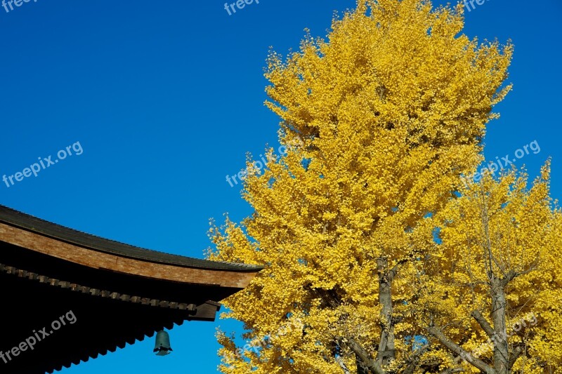 Autumnal Leaves Temple Gingko Tree Autumn Free Photos