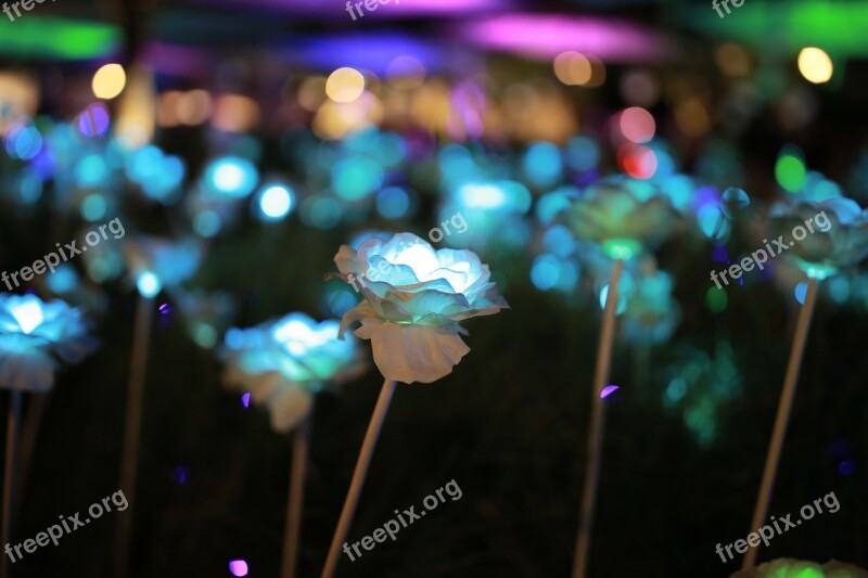 Night View Flowers Amusement Park Free Photos