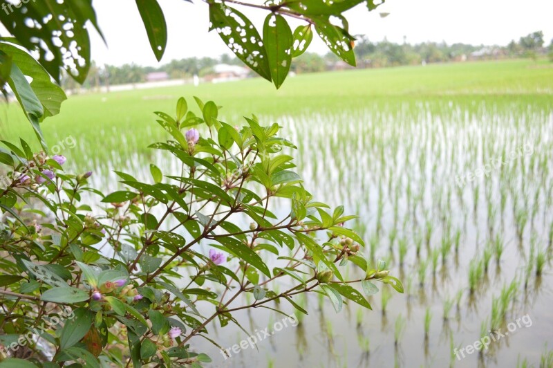 Field Nature View Village Local