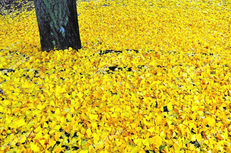 Bank Leaves Leaves Autumn Yellow Leaves Free Photos