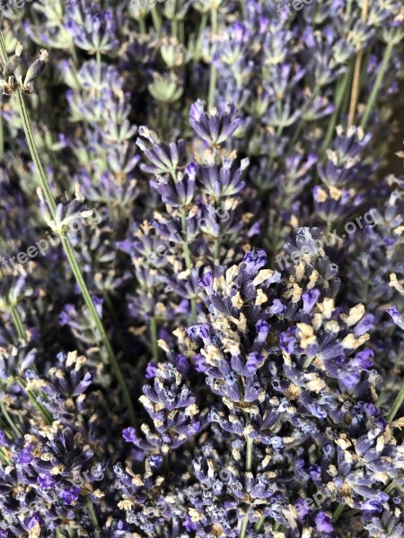 Lavender Nature Summer Purple Garden