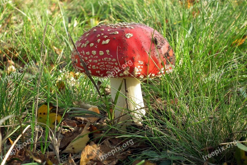 Mushroom Amanita Forest Red In The Fall