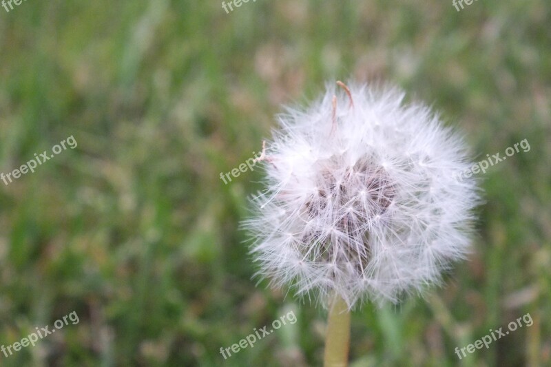 Breathe Flower Puffs Dandelion Plant