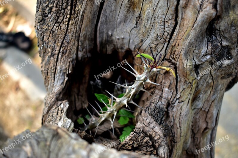 Trunk Thorns Tree Nature Plant