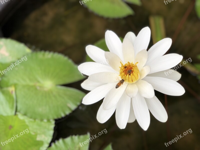 Bee Nymphaea Alba White Plant Adopt Honey