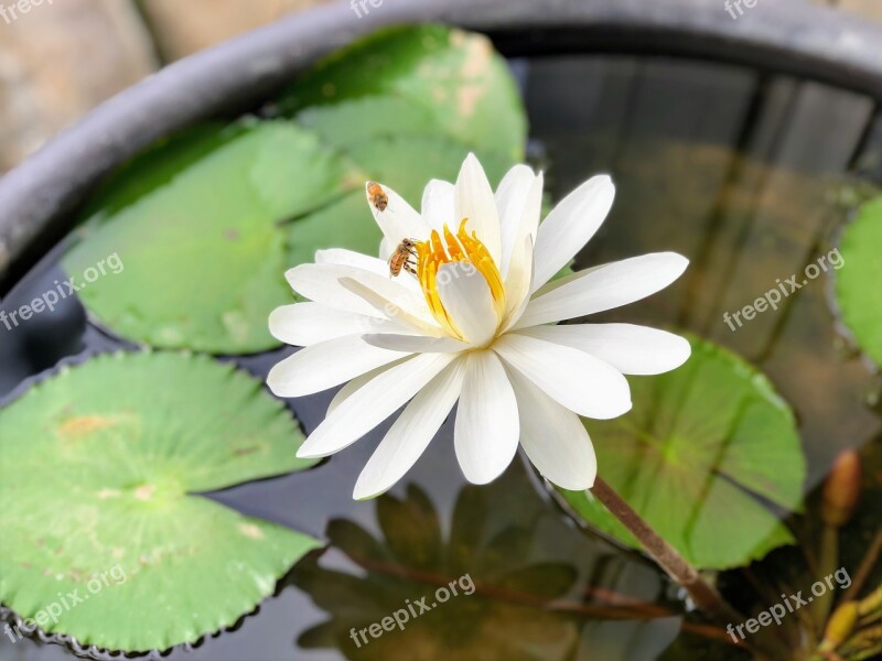 Bee Nymphaea Alba White Plant Reflection