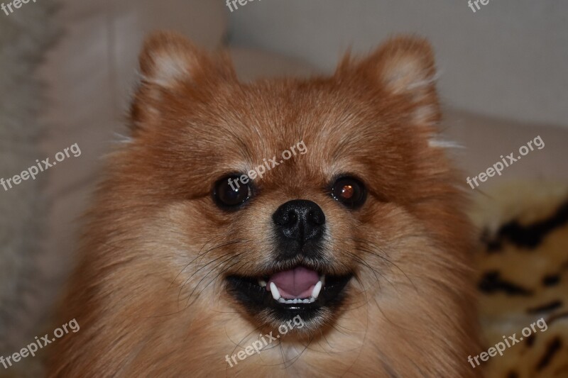 Dog Spitz Pomeranian Portrait Animals