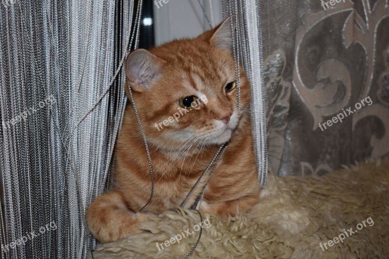 Cat Redhead Sitting Curtain Yarn