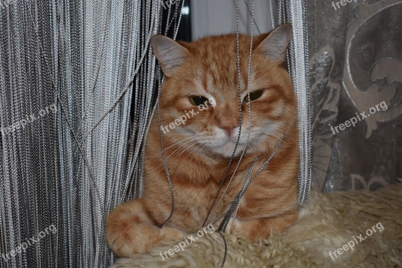 Cat Redhead Sitting Curtain Yarn