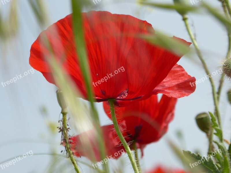 Poppy Red Nature Flower Mohngewaechs